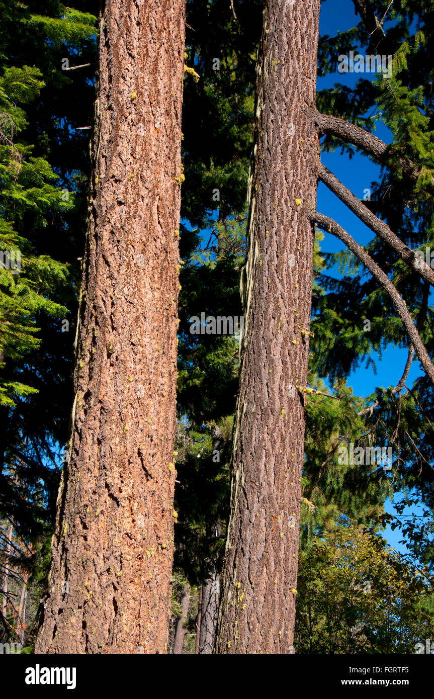 Douglas firs vicino Lago Suttle, Deschutes National Forest, Oregon Foto Stock
