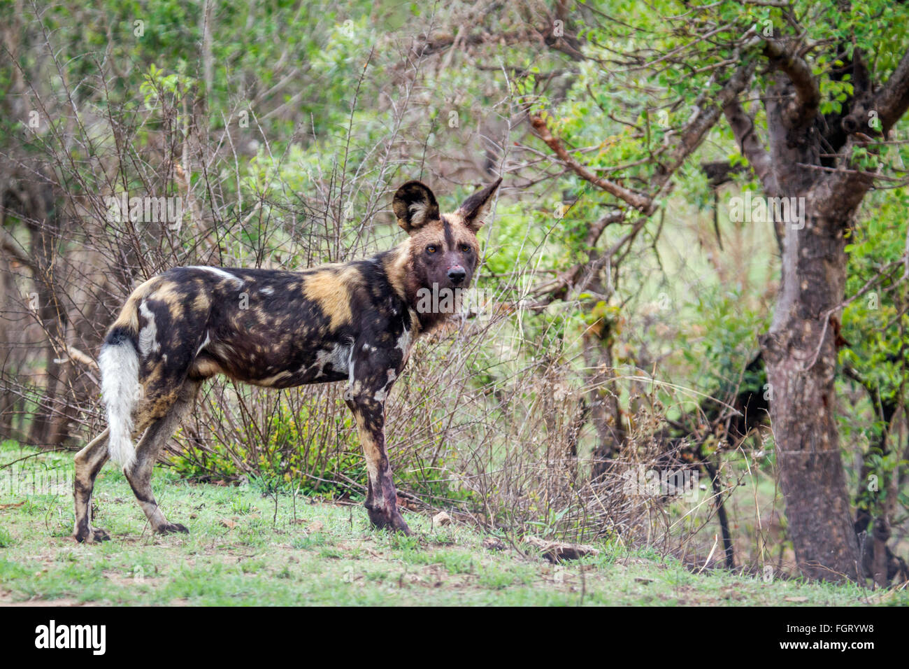 Cane selvatico Specie Lycaon pictus famiglia dei Canidae, Kruger National Park, Sud Africa Foto Stock
