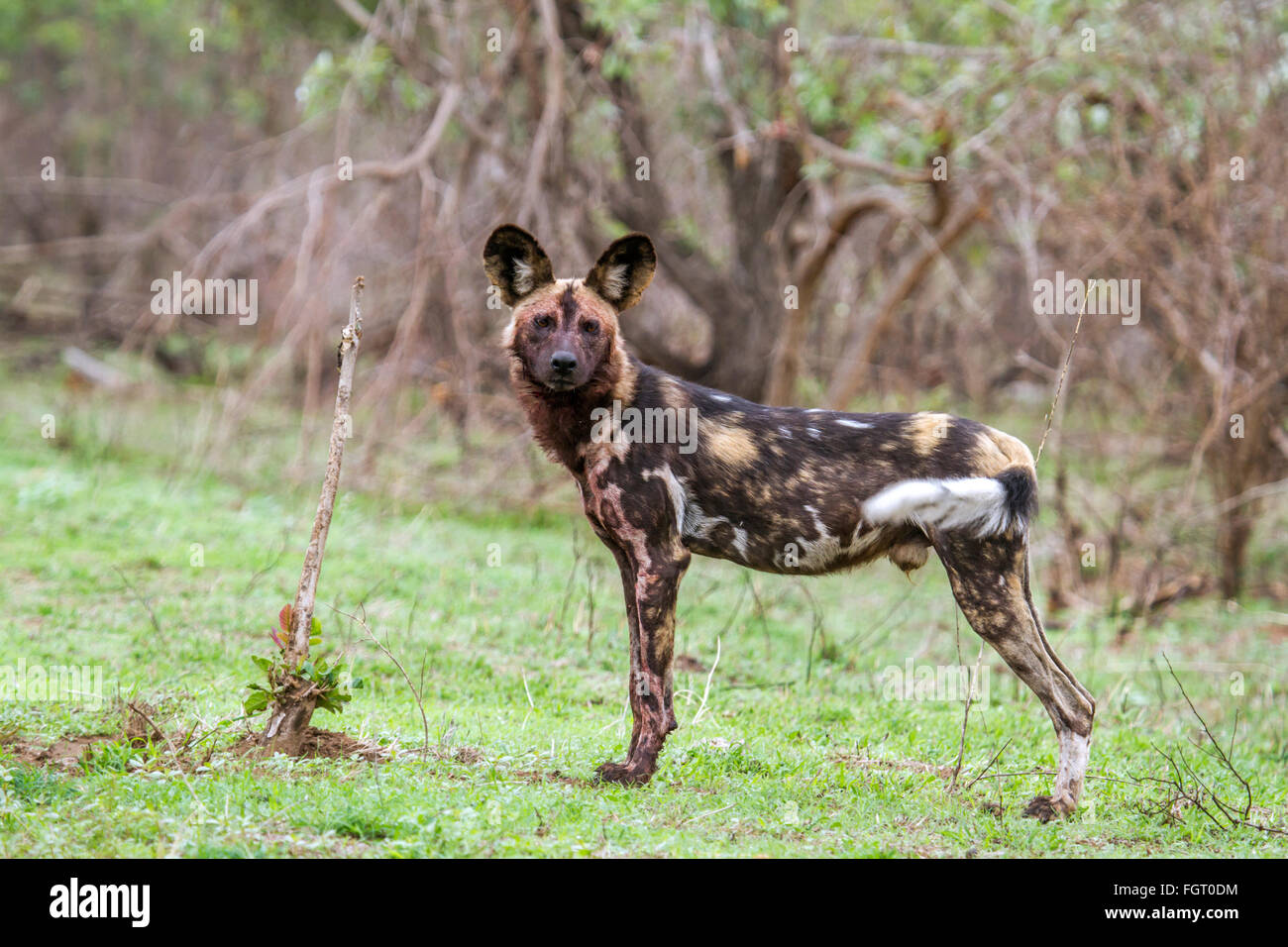 Cane selvatico Specie Lycaon pictus famiglia dei Canidae, Kruger National Park, Sud Africa Foto Stock