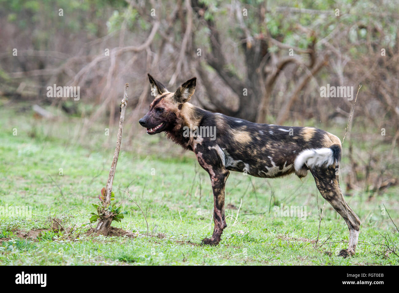 Cane selvatico Specie Lycaon pictus famiglia dei Canidae, Kruger National Park, Sud Africa Foto Stock