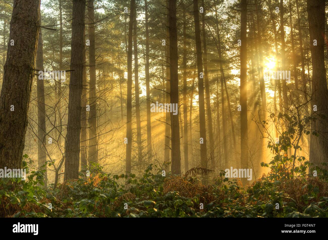 English Autunno Forest Glade Foto Stock
