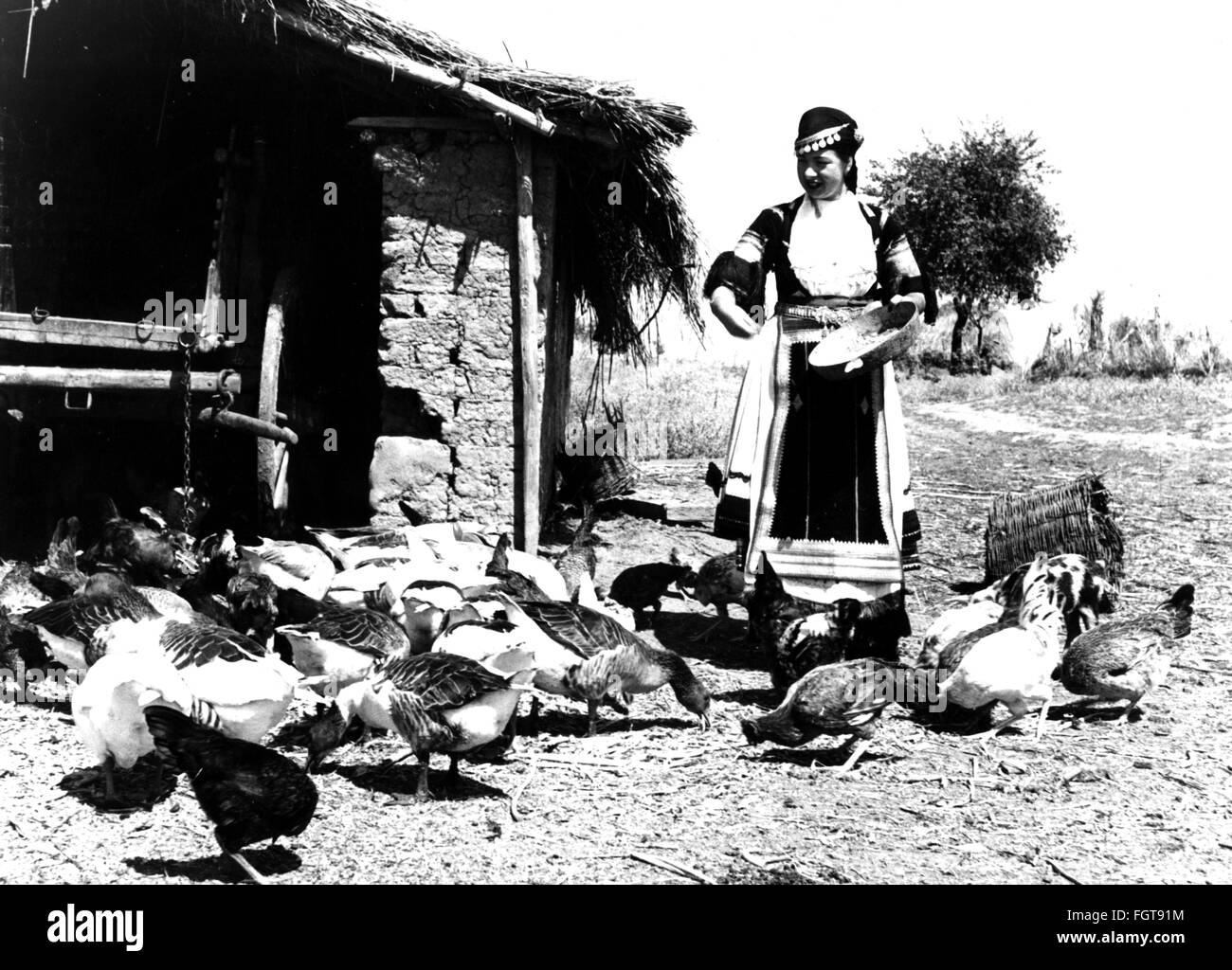 Geografia / viaggio, Grecia, persone, giovane donna che alimenta il pollo, Tessaglia, anni 50, diritti aggiuntivi-clearences-non disponibile Foto Stock