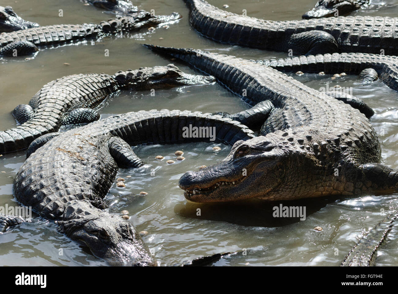 Un gruppo di comune (americana) alligatori crogiolarsi al sole. Foto Stock