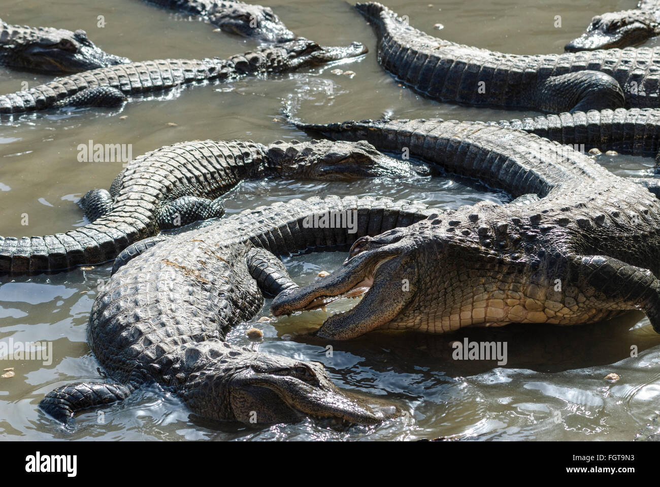 Un gruppo di comune (americana) alligatori basking/ lotta simulata in acque poco profonde. Foto Stock