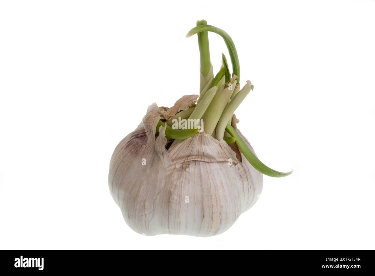 Le teste di aglio su un backgroun bianco Foto Stock