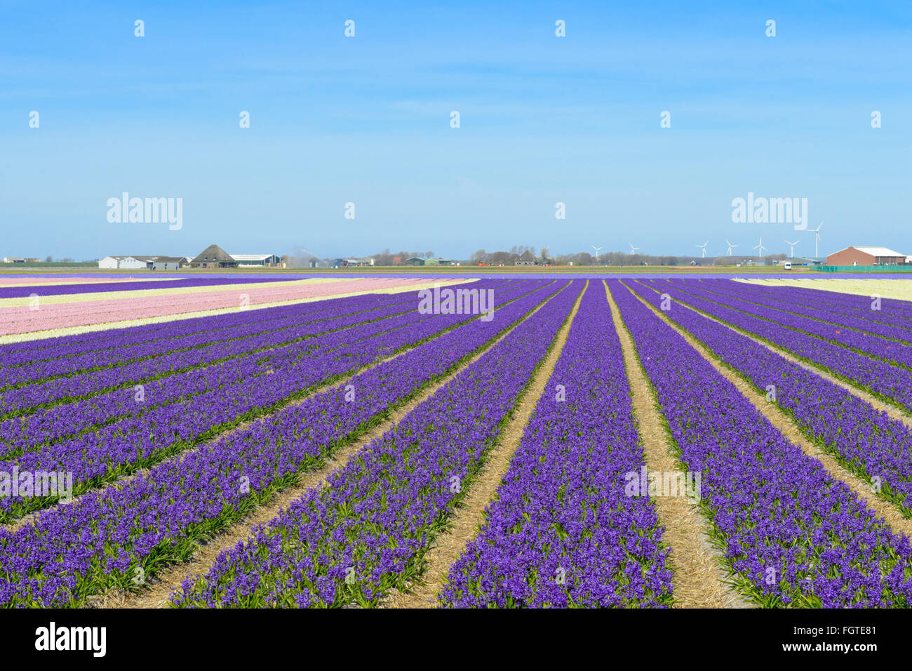 Campo agricolo di fiori di giacinto, Paesi Bassi, Olanda Foto Stock