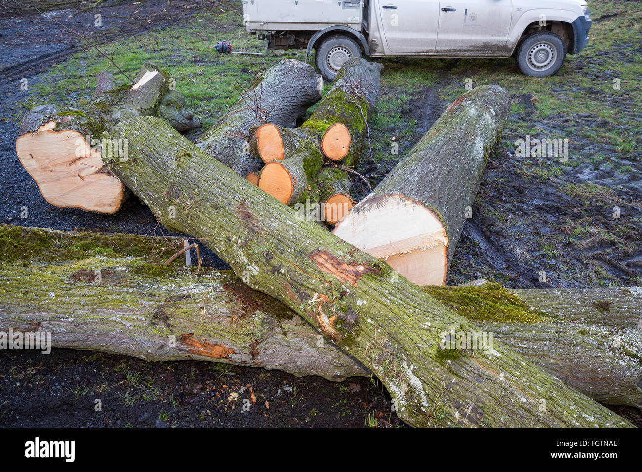 Il taglio di un albero, abbattere un albero lungo una strada, Baum fällen, Baumstamm, tronco di albero Foto Stock