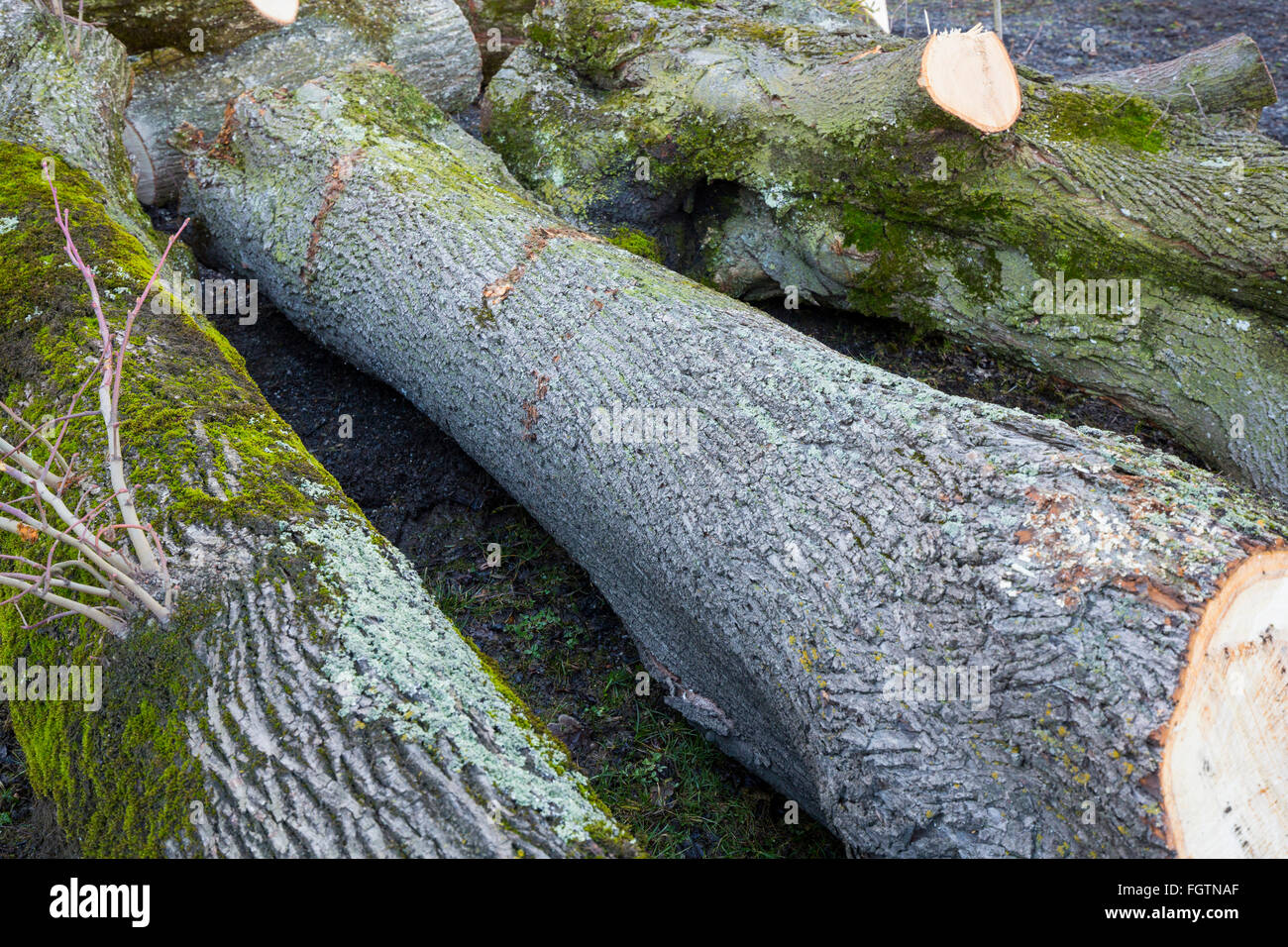 Il taglio di un albero, abbattere un albero lungo una strada, Baum fällen, Baumstamm, tronco di albero, Gamprin, Liechtenstein Foto Stock