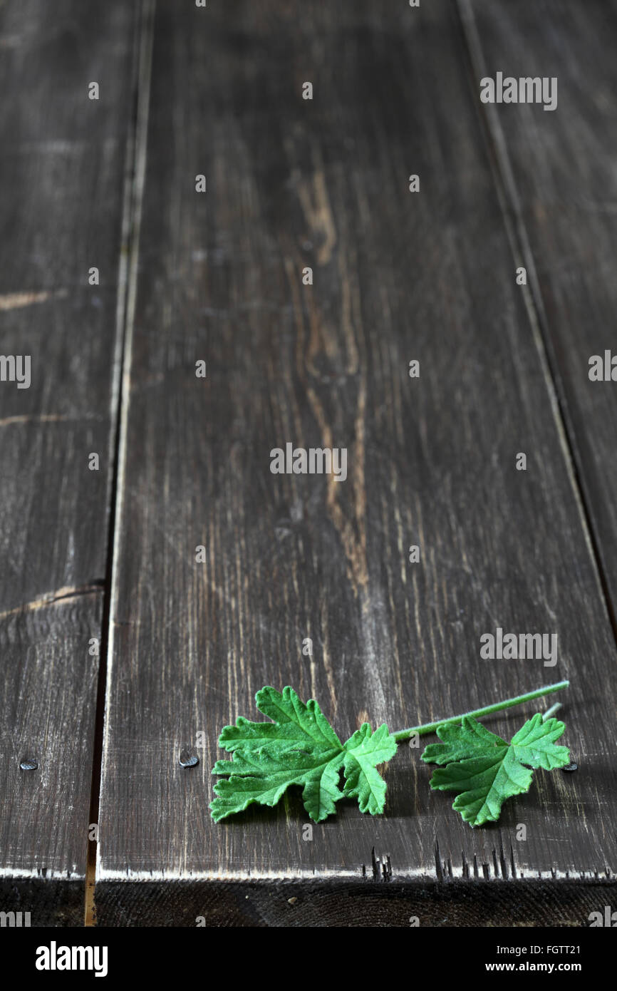 Geranio leafs erbe fiori commestibili Foto Stock