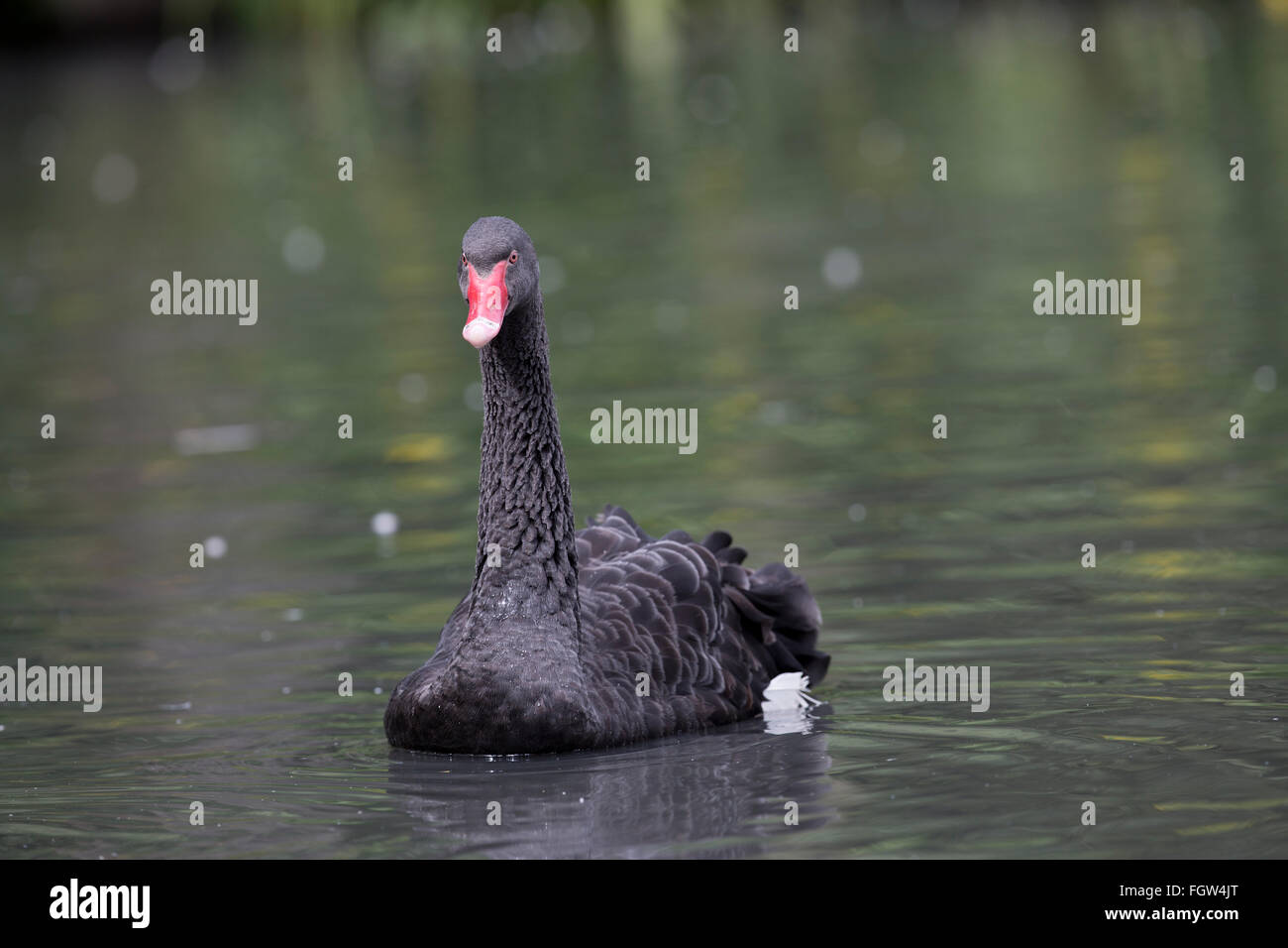 Black Swan; Cygnus atratus singolo adulto Anglesey, Regno Unito Foto Stock