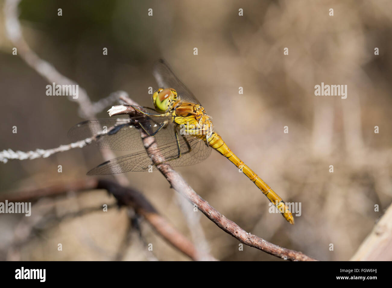 Common Darter Dragonfly; Sympetrum striolatum singolo immaturi di Cornwall, Regno Unito Foto Stock
