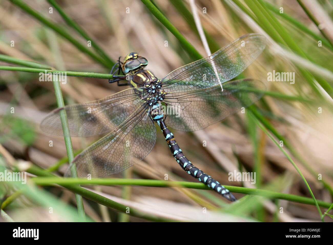 Common Hawker Dragonfly; Aeshna juncea maschio singolo Cornwall, Regno Unito Foto Stock