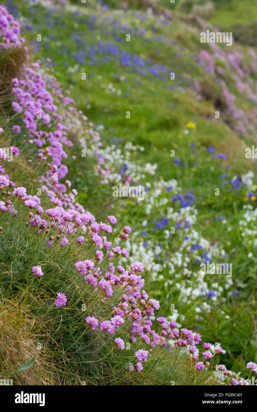 La parsimonia; Armeria maritima con fiori costiere Cornwall, Regno Unito Foto Stock