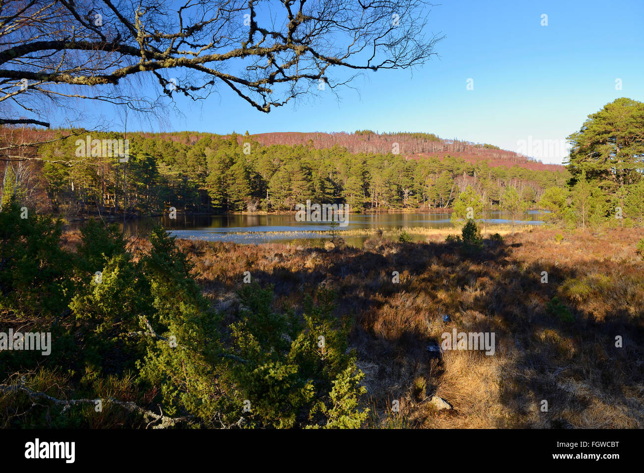 Pino silvestre foresta sulle rive di Loch un Eilein, Rothiemurchus Estate, Highlands scozzesi, REGNO UNITO Foto Stock