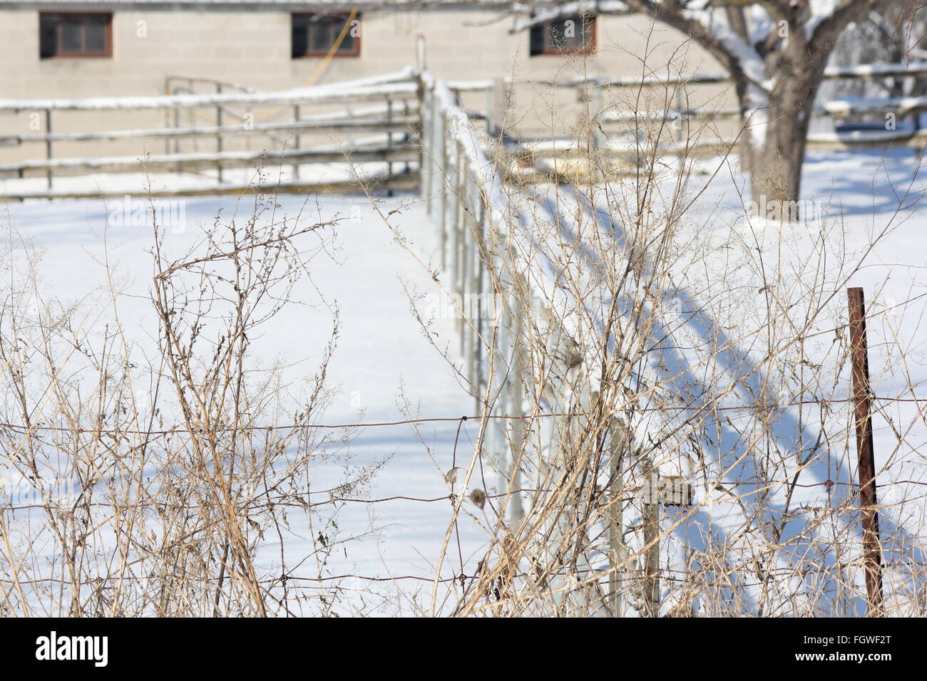 Recinzione dividendo una neve riempito corral in una piccola zona fattoria Foto Stock