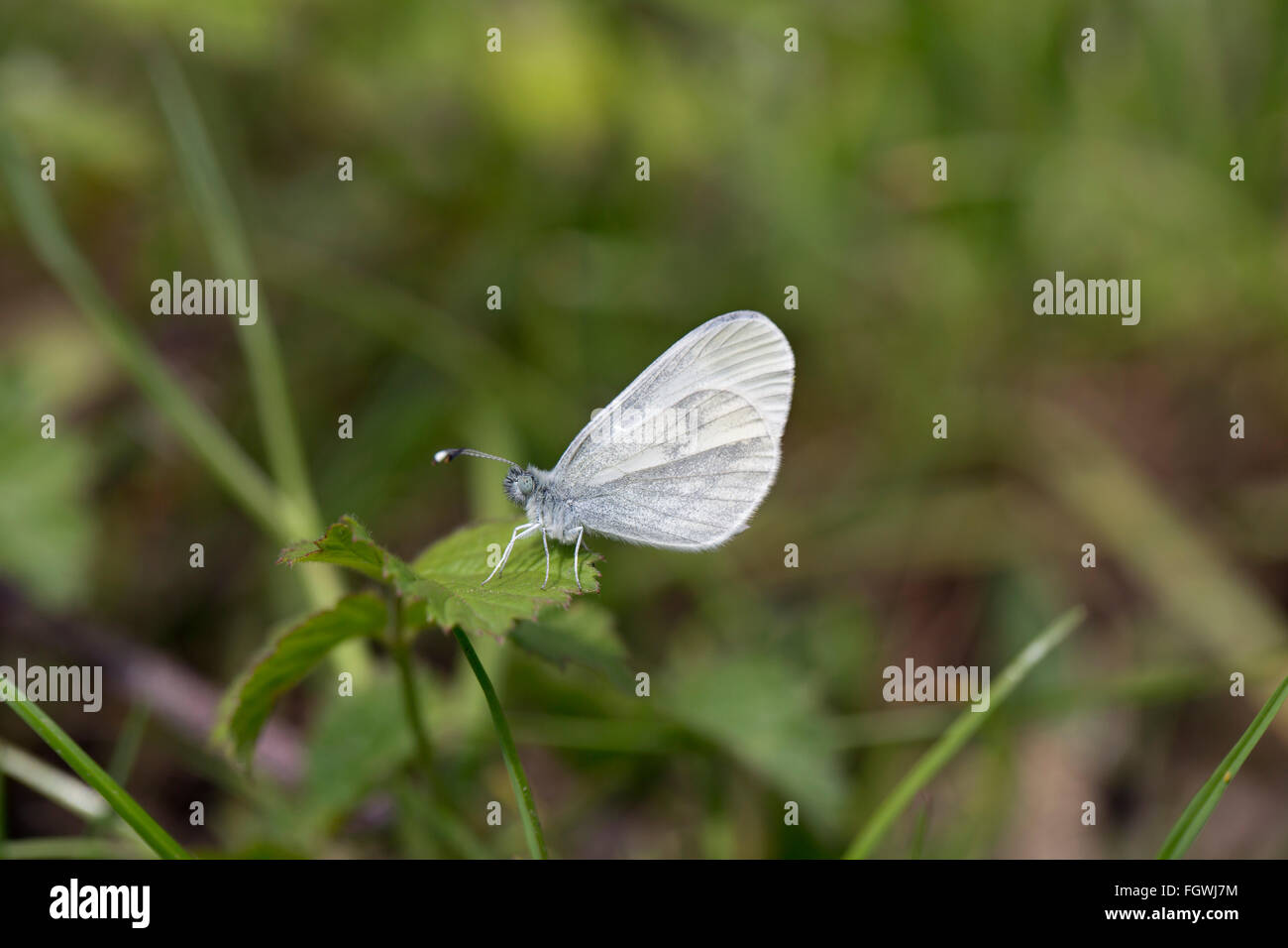 Legno farfalla bianca; Leptidea sinapis singolo su foglie Herefordshire; Regno Unito Foto Stock