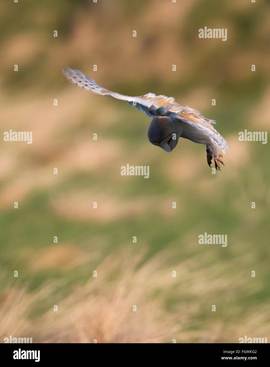 Wild Barbagianni Tyto alba passando sulla preda sulla Norfolk praterie in luce del sole di mattina Foto Stock