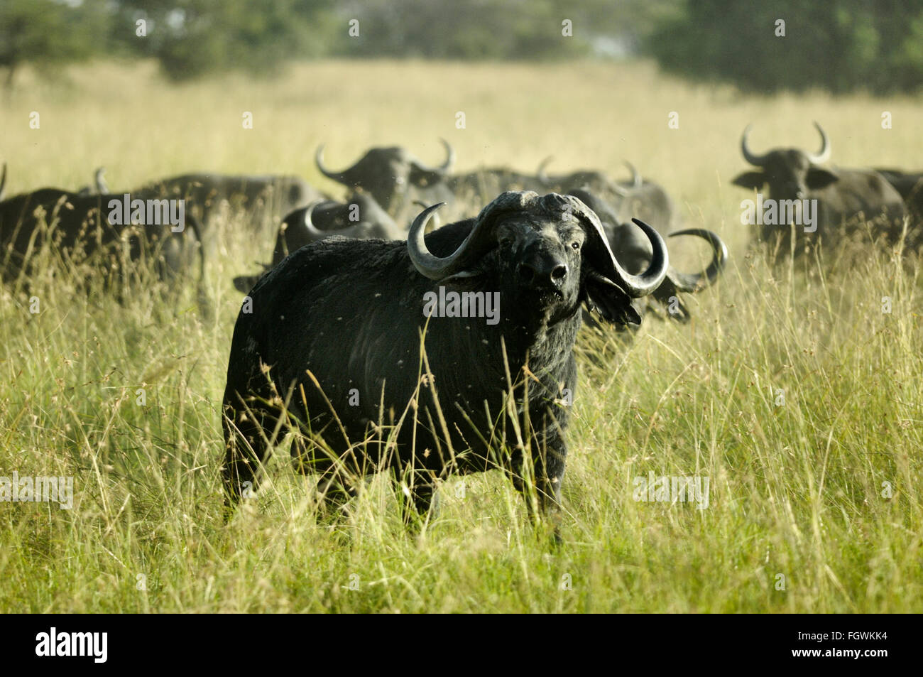 Buffalo nel Serengeti Foto Stock
