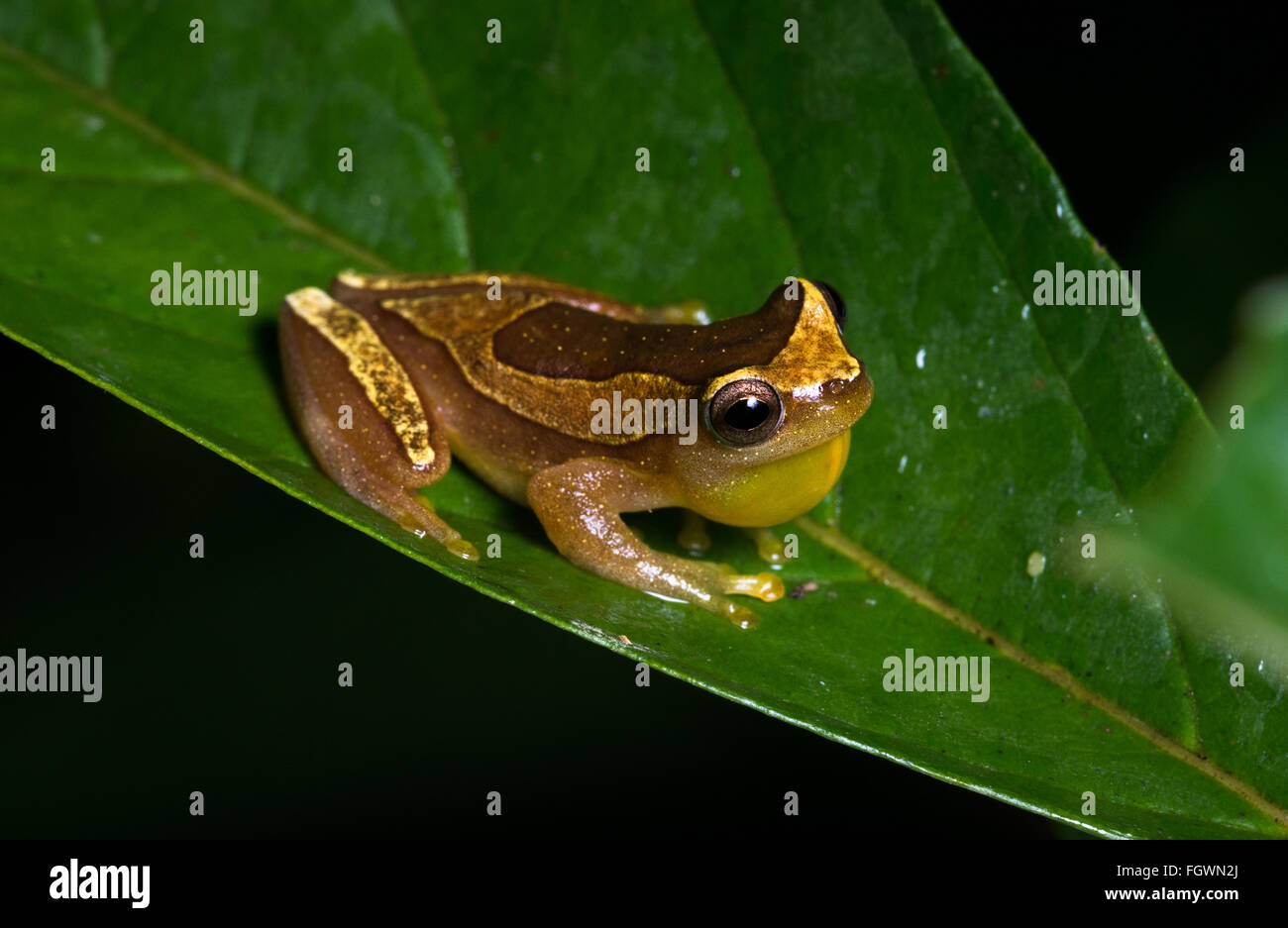 Una piccola rana (Dendropsophus elegans) dalla foresta pluviale atlantica di sè il Brasile Foto Stock