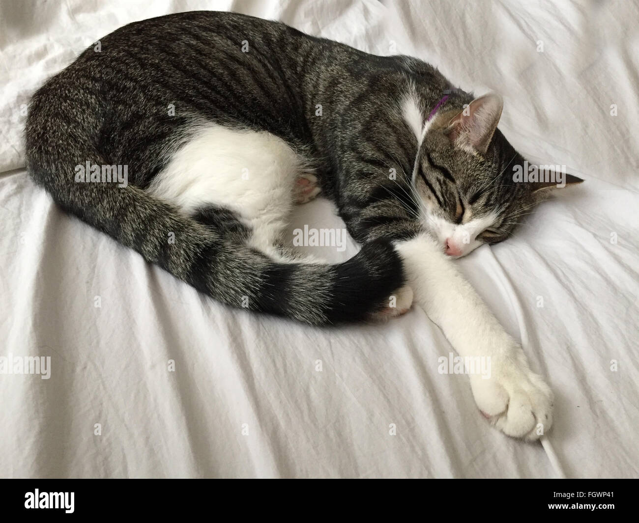 Sleeping gattino sul foglio bianco. Foto Stock