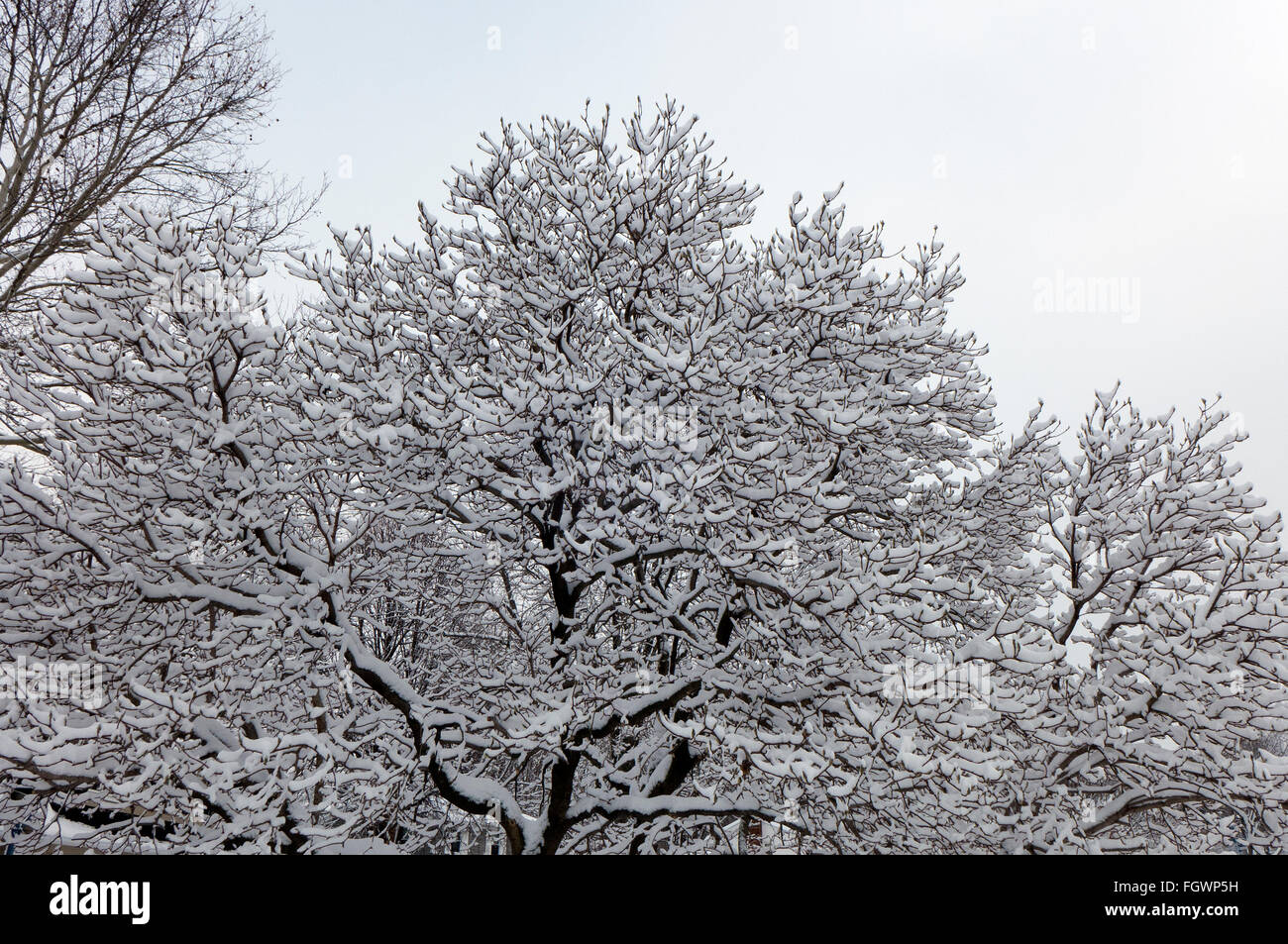 Congelati albero di magnolia. Foto Stock