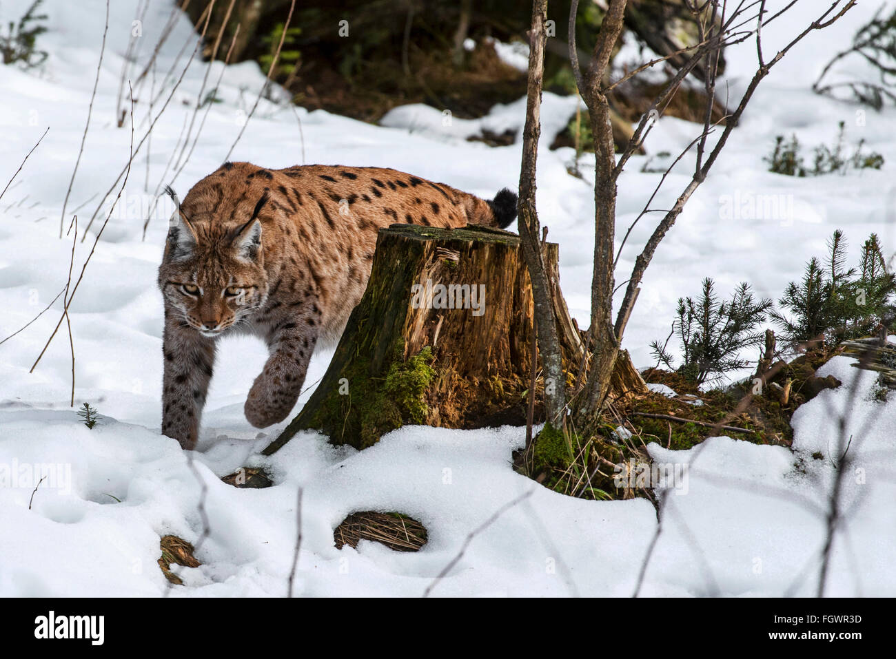 Eurasian (Lynx Lynx lynx) stalking preda nella taiga nella neve in inverno Foto Stock