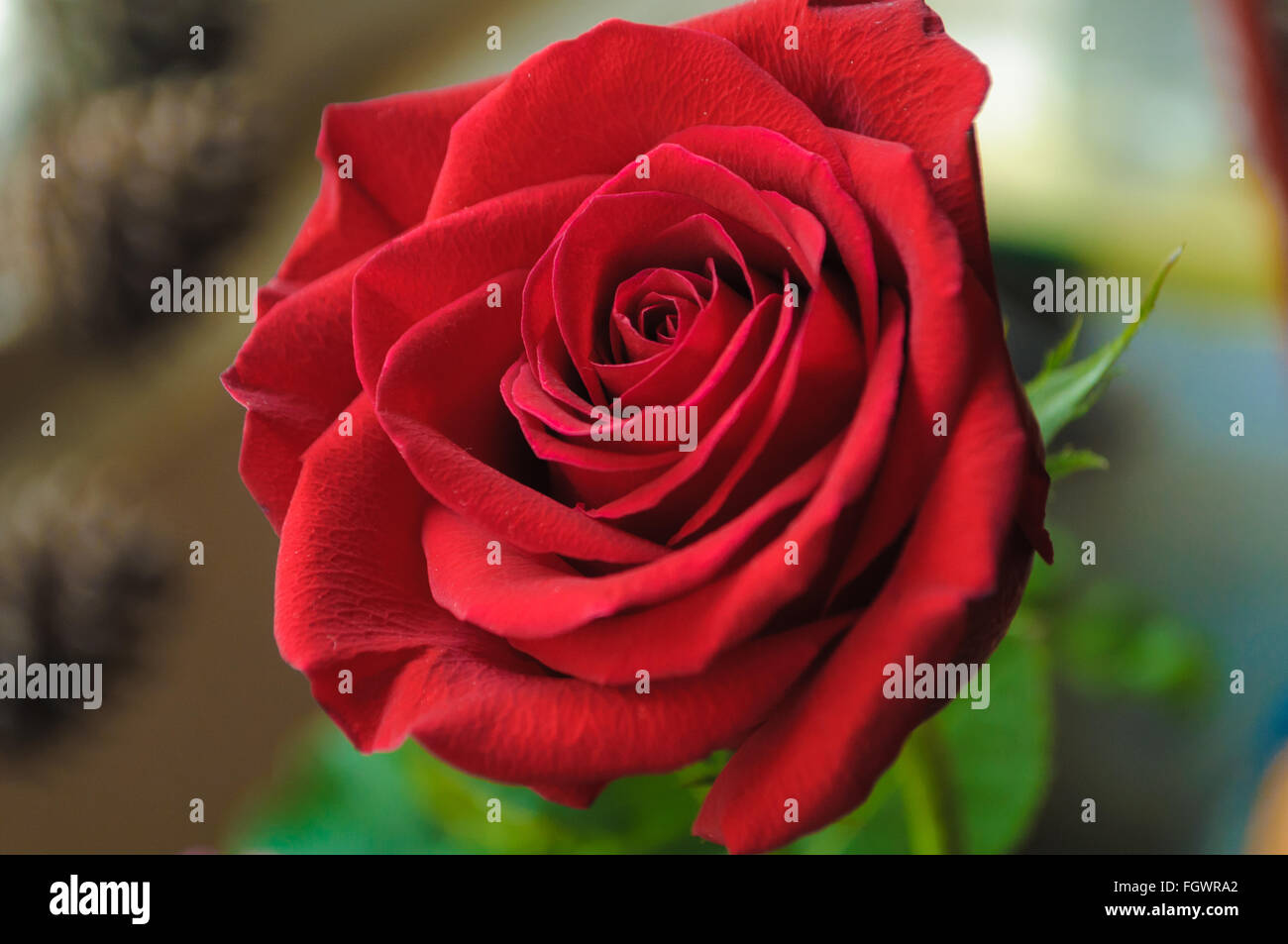 dettaglio di bocciolo di rosa che impreziosisce un allestimento di una sedia Photo | Adobe