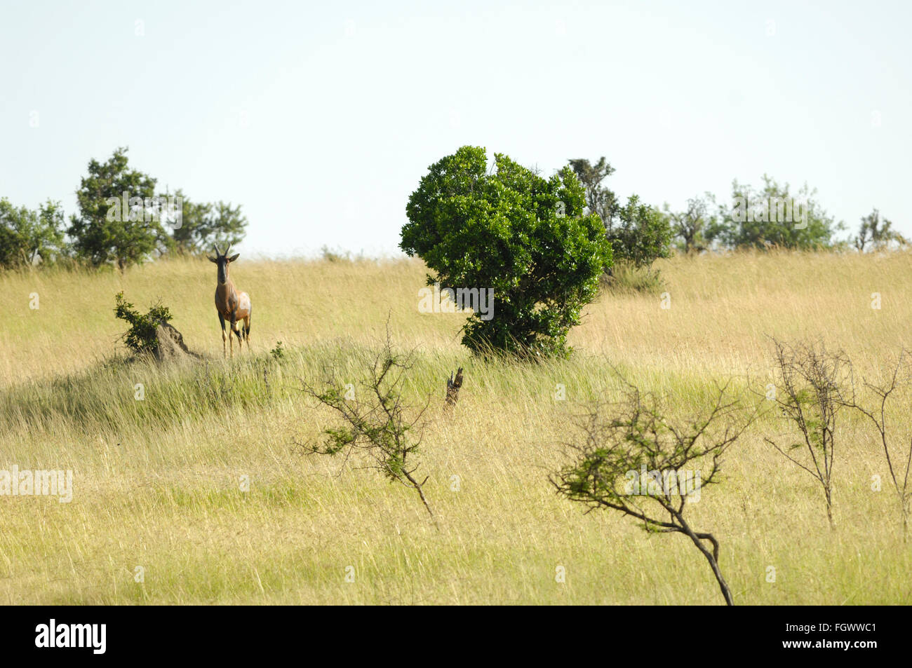 Topi antilopi nel Serengeti Foto Stock