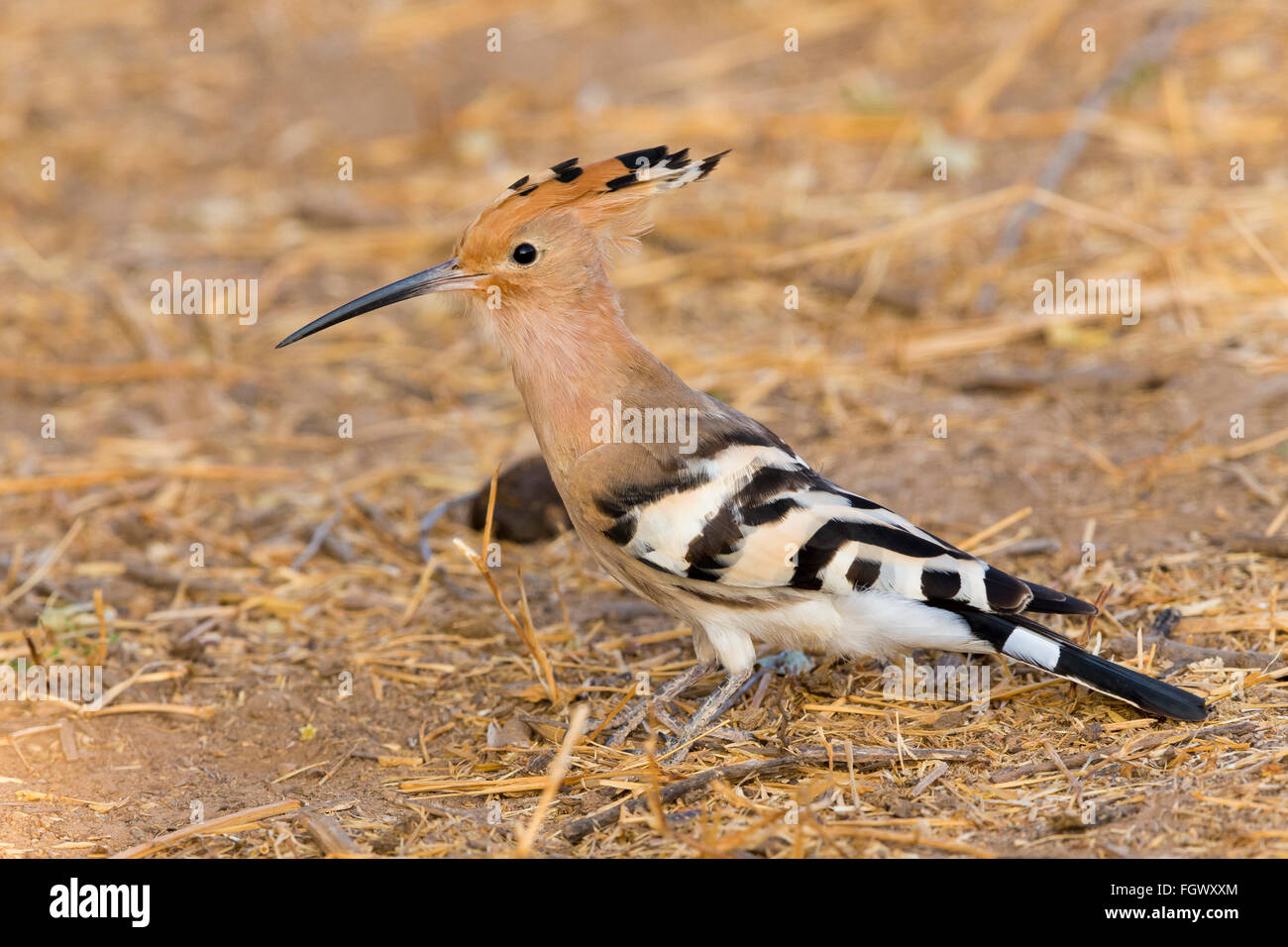 Eurasian Upupa (Upupa epops), in piedi sul suolo, Wadi Darbat, Dhofar, Oman Foto Stock