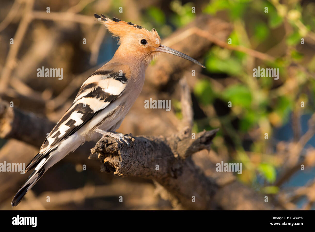 Eurasian Upupa (Upupa epops), appollaiato su un ramo, Wadi Darbat, Dhofar, Oman Foto Stock