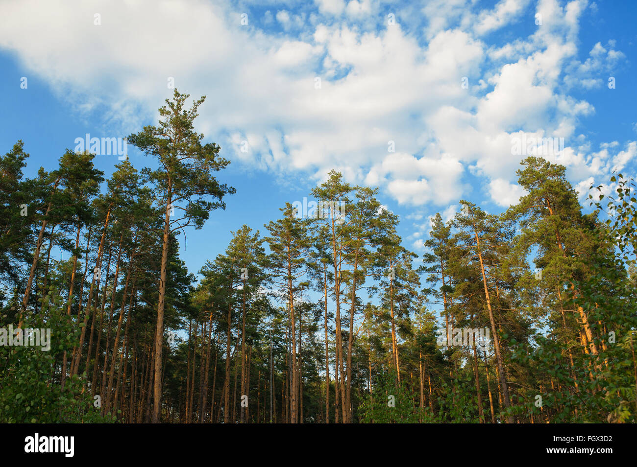 Bellissimo il bordo di una foresta di pini e nuvole Foto Stock