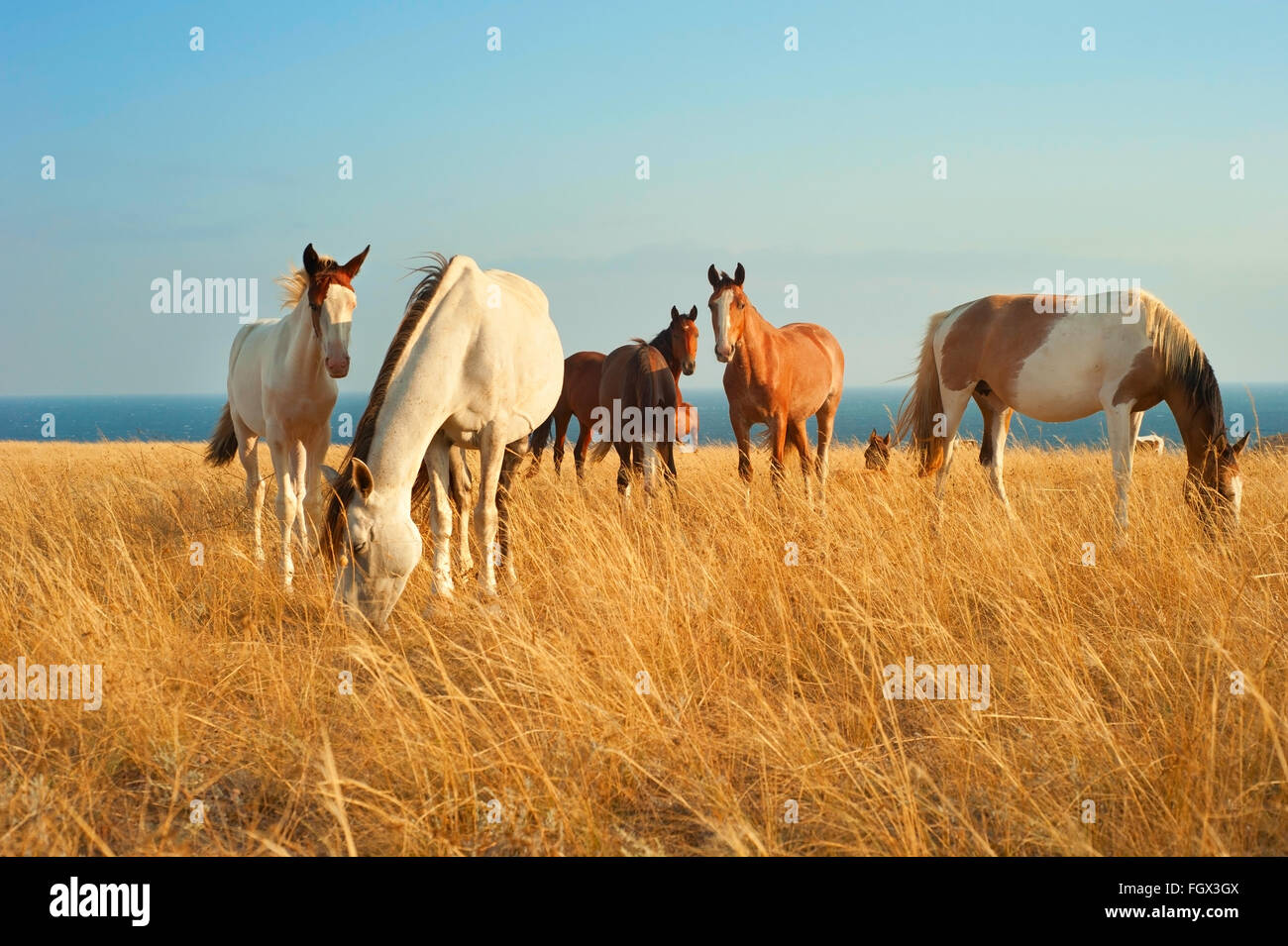 Allevamento di cavalli in Crimea prairie davanti al mare Foto Stock