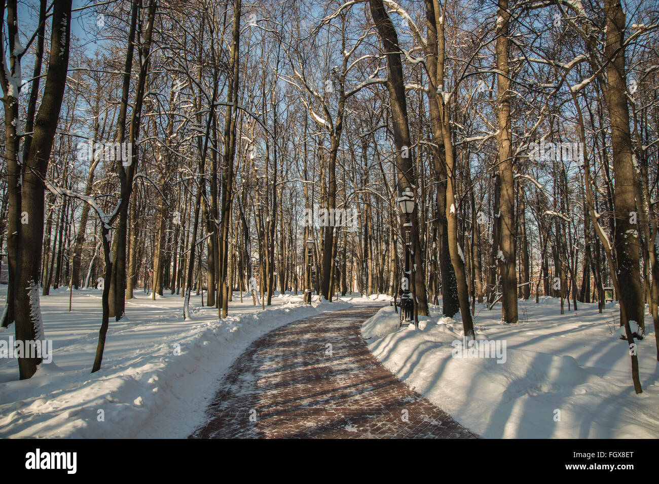 Alberi e strada in inverno in una limpida giornata nel parco Mosca 2016 Foto Stock