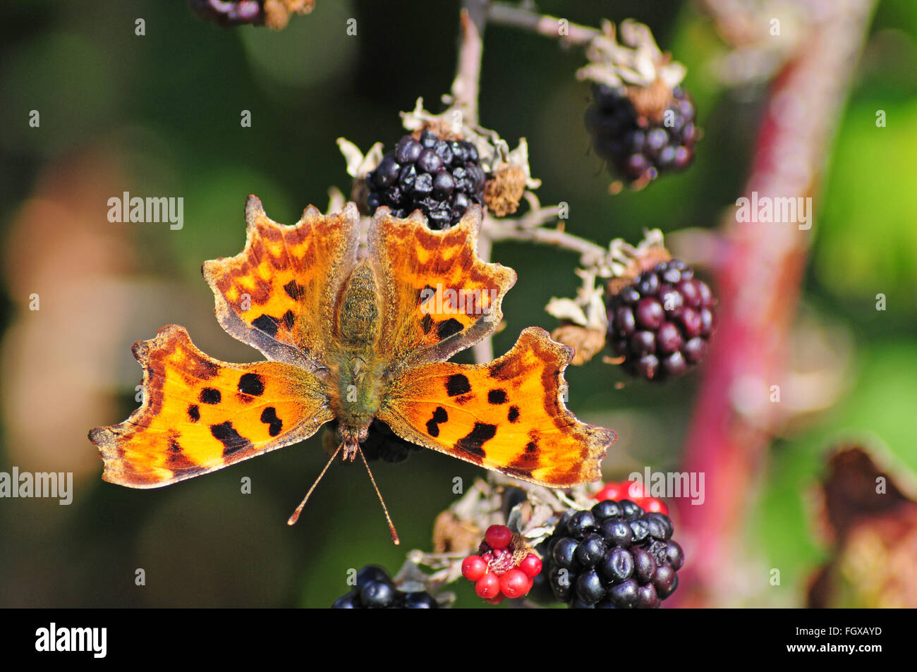 Virgola farfalla Polygonia c-album su more. Foto Stock