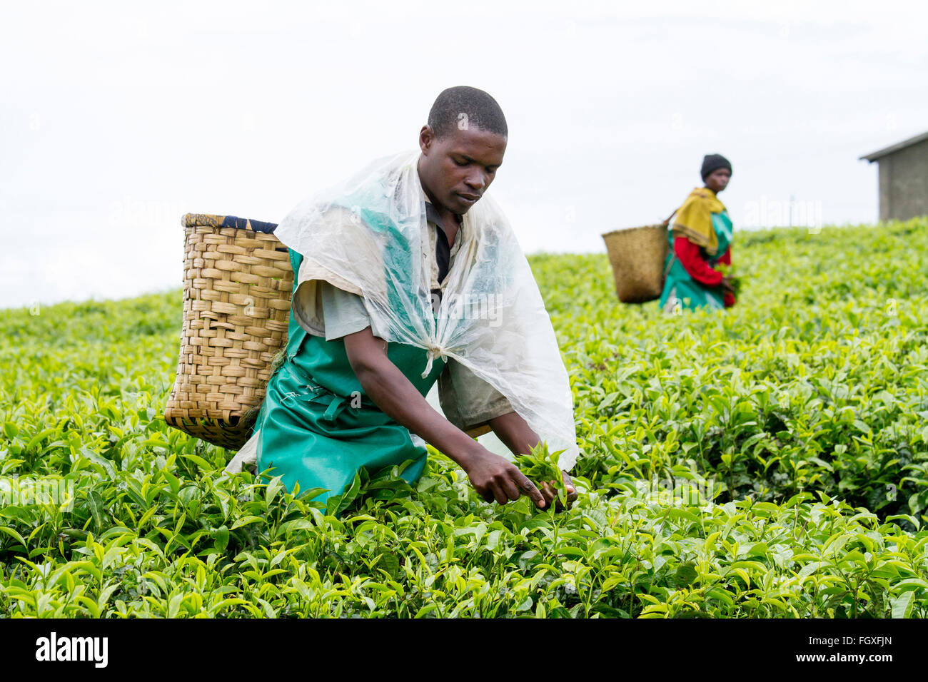 KINIHIRA, Ruanda- novembre 9: unidentified lavoratore in una piantagione di tè il 9 novembre 2013. Il tè è elemento di esportazione del Ruanda Foto Stock