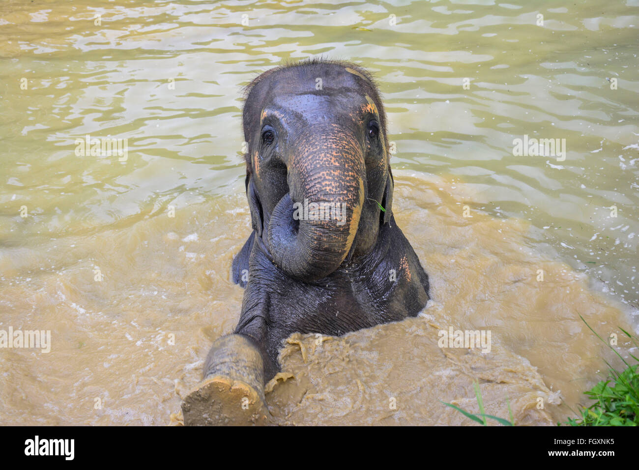 Elefante asiatico nuoto in Thailandia Foto Stock