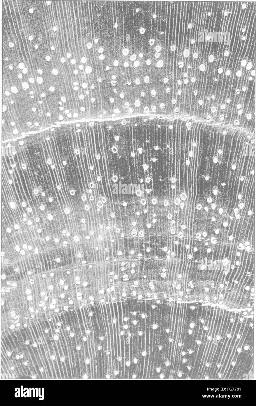 Il "legno" (1908) è un manuale completo che descrive la storia naturale e gli usi industriali di vari tipi di legname. Include informazioni sulle proprietà, le applicazioni e l'importanza commerciale dei legni utilizzati nelle costruzioni e nella produzione. Foto Stock