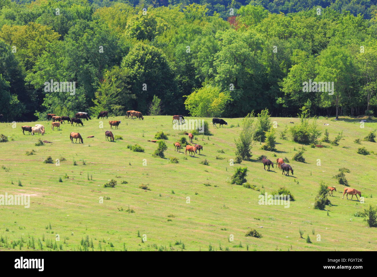 Allevamento di cavalli allevati in colline ai piedi di una montagna cresta Foto Stock
