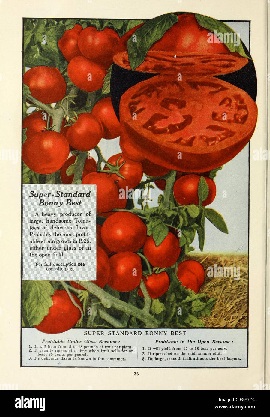 112 superba varietà per giardinieri di mercato stagione di 1926 Foto Stock