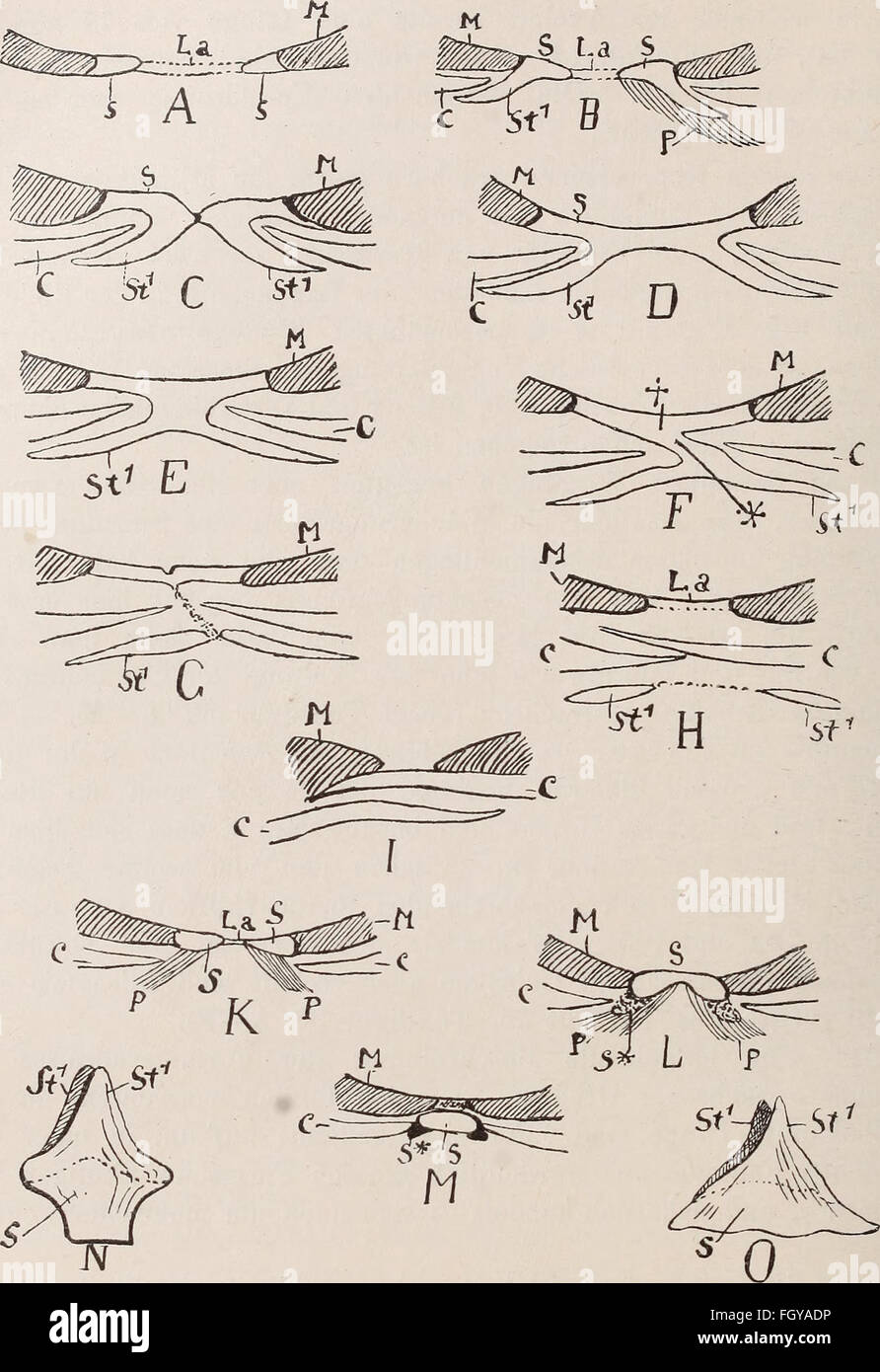 Questo lavoro del 1892 esamina la struttura scheletrica dei vertebrati, concentrandosi sulla spalla e sulle corde pelviche in pesci, anfibi e rettili, fornendo informazioni sull'anatomia comparata. Foto Stock