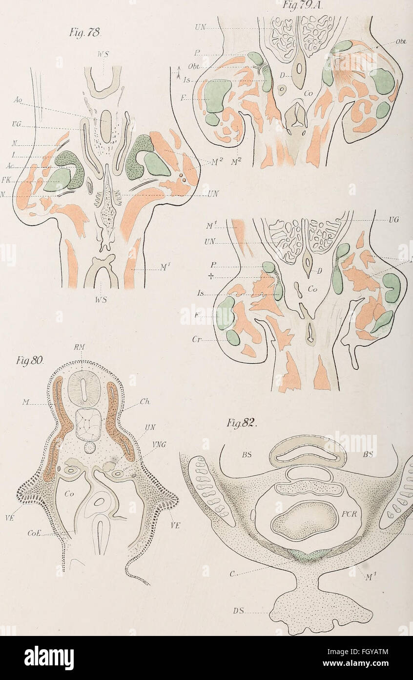 Questo lavoro tedesco del 1892 esplora la struttura scheletrica dei vertebrati, concentrandosi sulla spalla e sulle corde pelviche in pesci, anfibi e rettili. Foto Stock