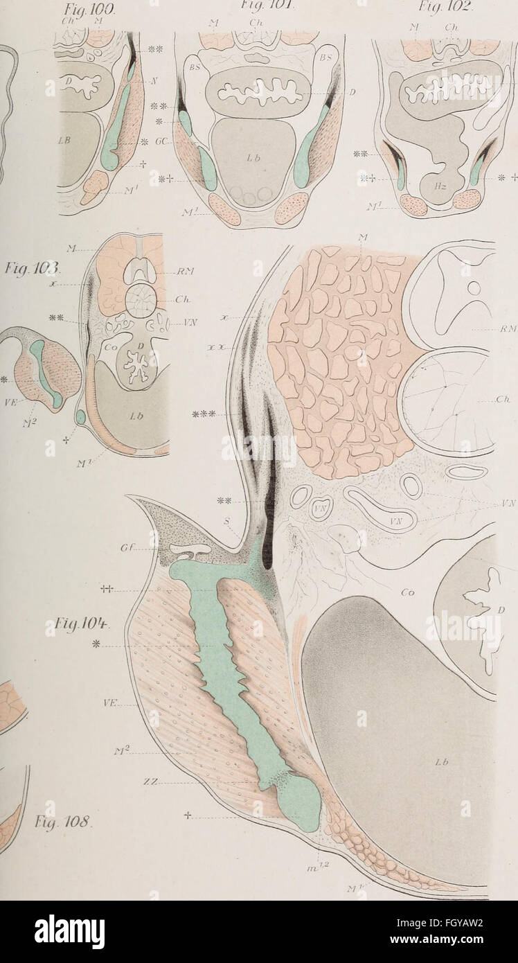 Questo lavoro del 1892 si concentra sulla struttura scheletrica dei vertebrati, con particolare attenzione alla spalla e alle corde pelviche in pesci, anfibi e rettili, offrendo analisi anatomiche dettagliate. Foto Stock