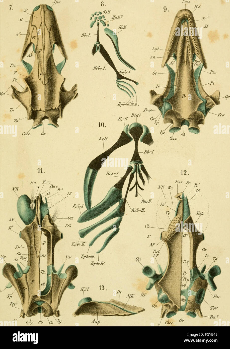 DAS Kopfskelett der Urodelen, pubblicato nel 1877, contribuì all'anatomia comparata dei vertebrati, in particolare delle salamandre. Lo studio ha fornito un'analisi dettagliata della struttura dello scheletro della testa rispetto ad altre specie di vertebrati, migliorando la comprensione dell'evoluzione dei vertebrati. Foto Stock