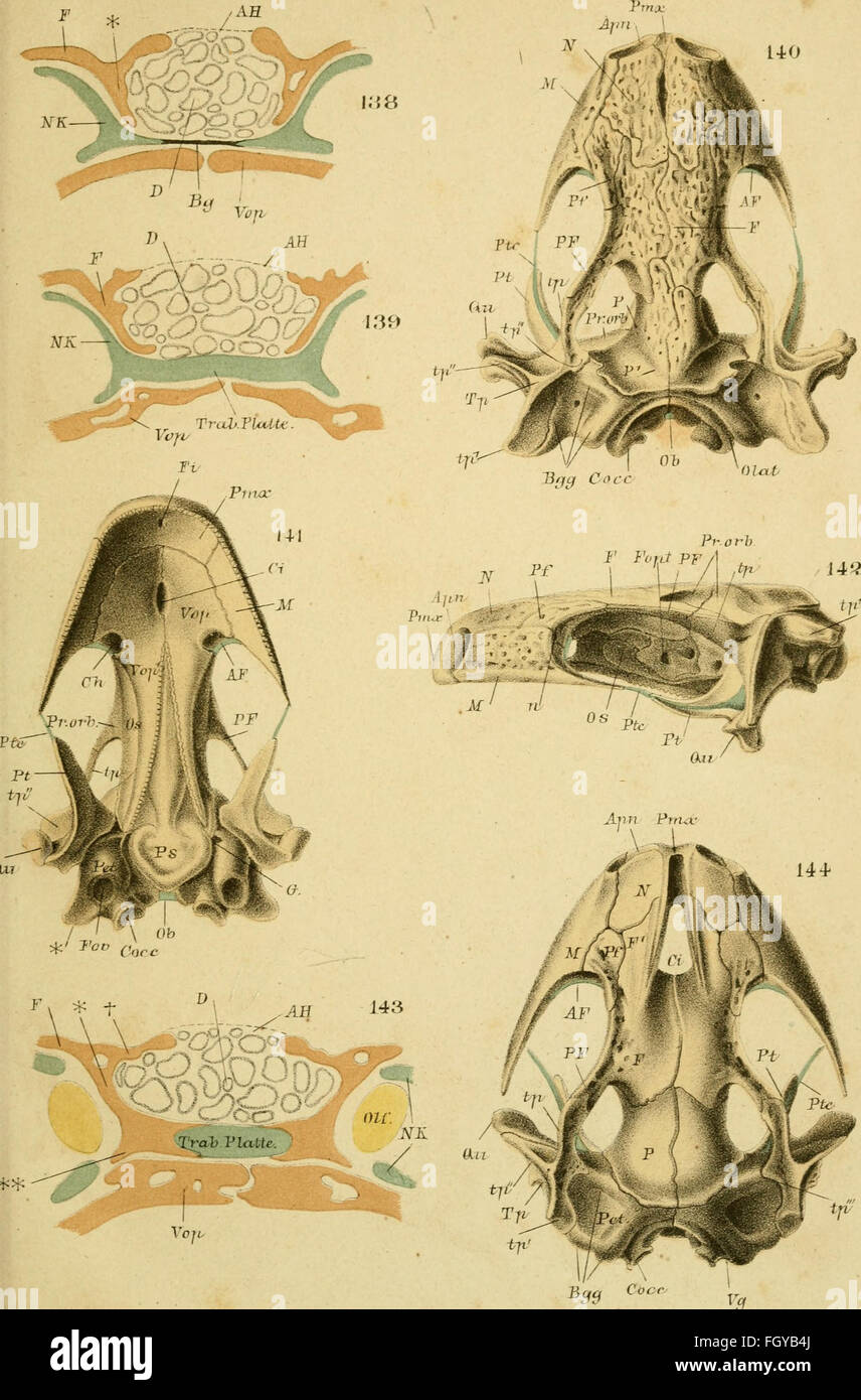 Questo lavoro del 1877 si concentra sullo scheletro della testa degli urodeli, contribuendo all'anatomia comparata dei vertebrati e fornendo una comprensione più profonda della struttura scheletrica e dello sviluppo evolutivo. Foto Stock
