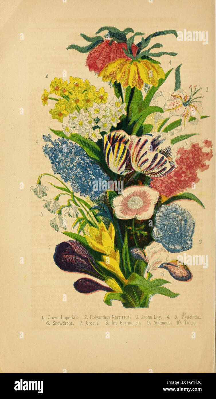 Dreer il catalogo descrittivo di lampadine e di altre radici di fiori, con indicazioni per la loro cultura e la gestione Foto Stock