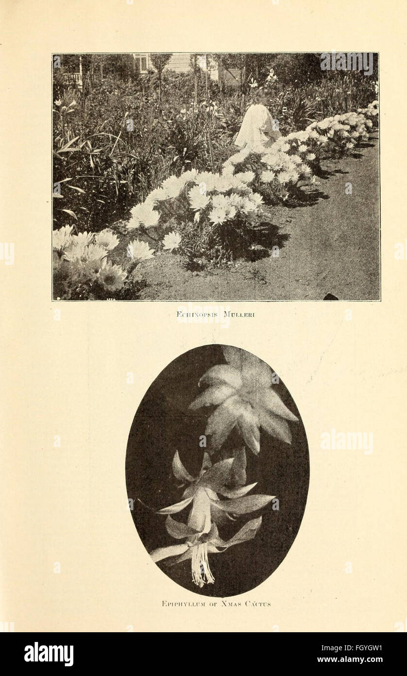 1905-'06 catalogo descrittivo di fiori rari Foto Stock