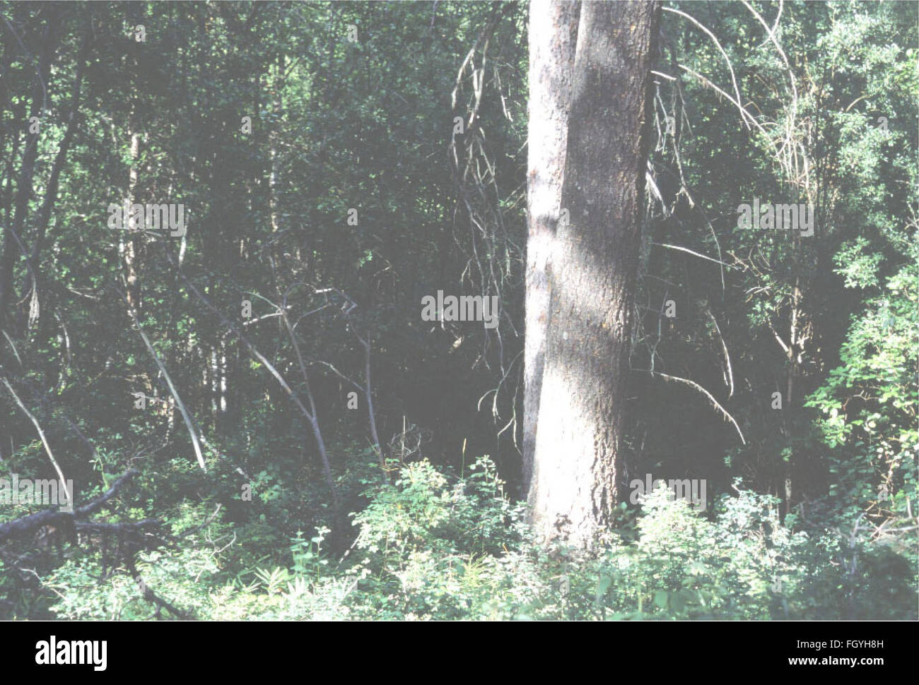 Questo rapporto del 2002 descrive in dettaglio l'inventario ecologico dei siti delle zone umide nel Thompson-Fisher Conservation easement, concentrandosi sulla biodiversità e sulla conservazione degli habitat. Foto Stock