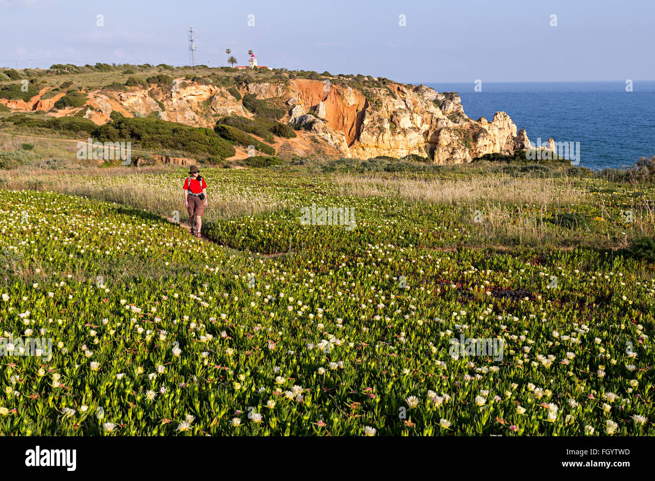 Donna che cammina attraverso i fiori di fico di hottentot, Carpobrotus edulis, sul sentiero della costa, Pont Piedade, Algarve, Portogallo Foto Stock