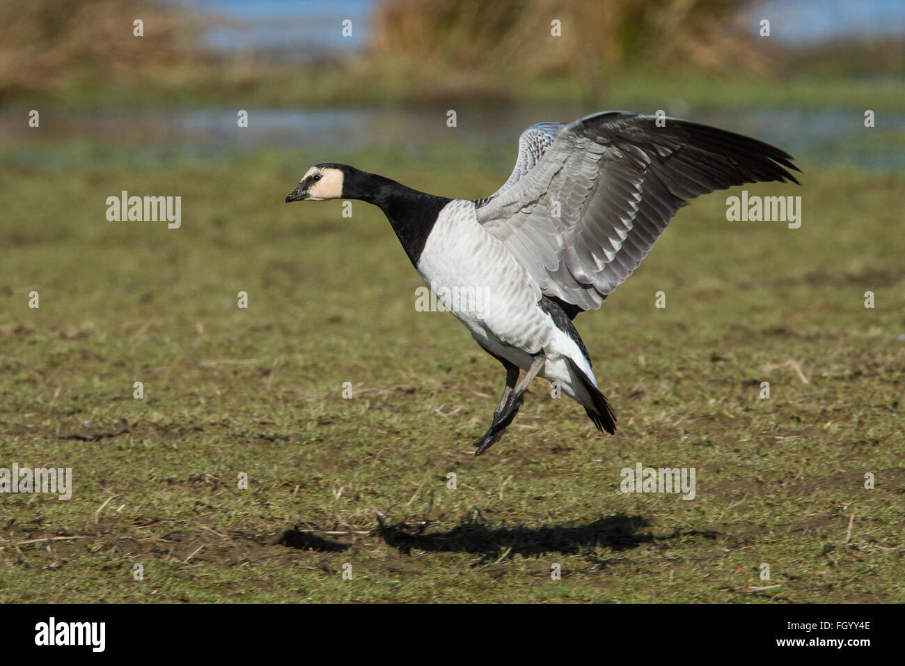 Un Barnacle Goose in arrivo a terra su un campo durante la sua migrazione invernale dalle Svalbard al Solway Firth, Scozia Foto Stock