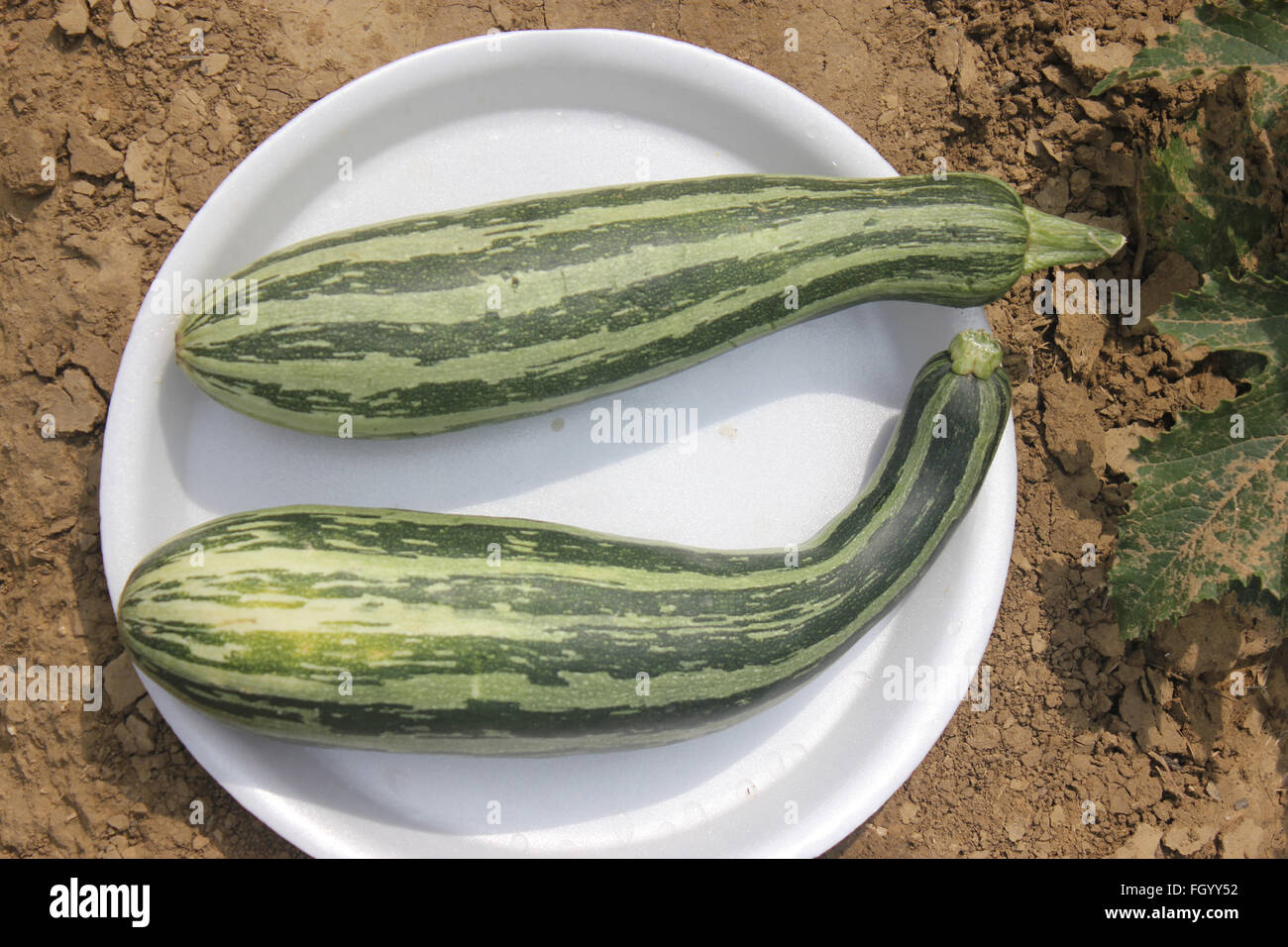 PUSA Alankar estate squash, Cucurbita pepo, cultivar con ampia alternativo di colore verde scuro e verde chiaro in strisce, prodotte su un vitigno Foto Stock